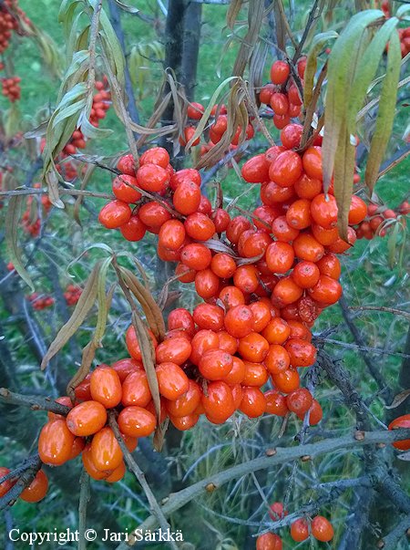 Hippophae rhamnoides 'Milla', tyrni